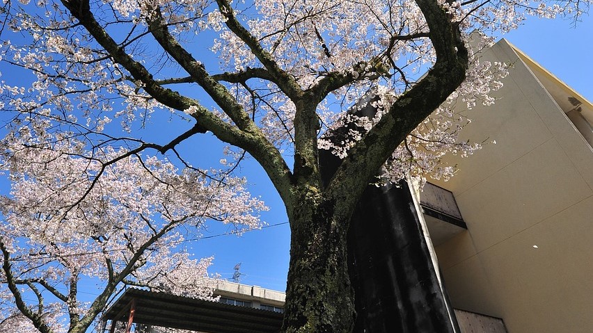 cherry-blossoms-2802273_1280